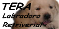 Tera