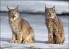 lynxpicture.jpg