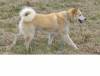 Dingo Vakarų Sibiro Laika
